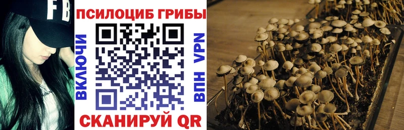 Купить закладки  Костерёво  Псилоцибиновые грибы Psilocybe 